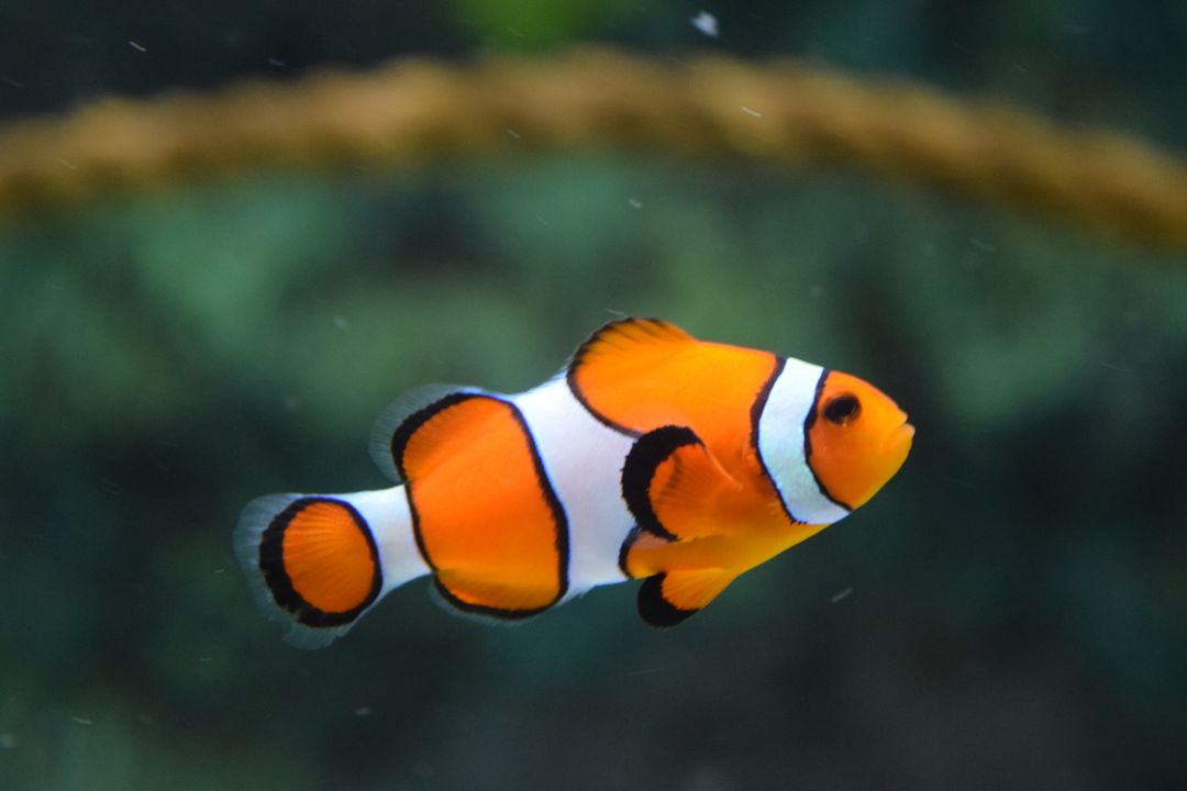 an orange and white clown fish - Free Images, Stock Photos and Pictures on Pikwizard.com