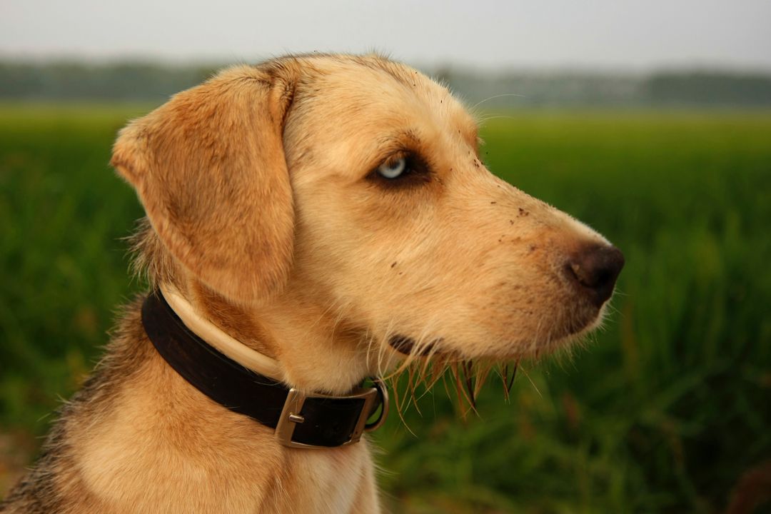 Retriever Dog Golden retriever - Free Images, Stock Photos and Pictures on Pikwizard.com
