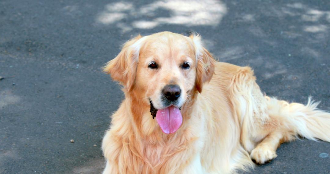 Golden shop retriever pants