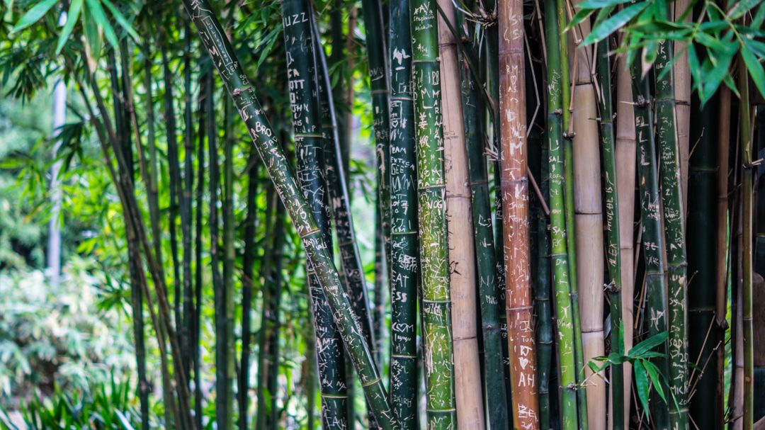 bamboo trees - Free Images, Stock Photos and Pictures on Pikwizard.com