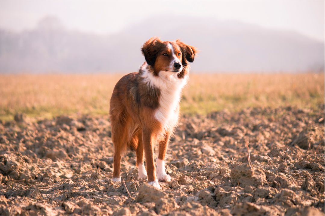 a dog standing in a field - Free Images, Stock Photos and Pictures on Pikwizard.com