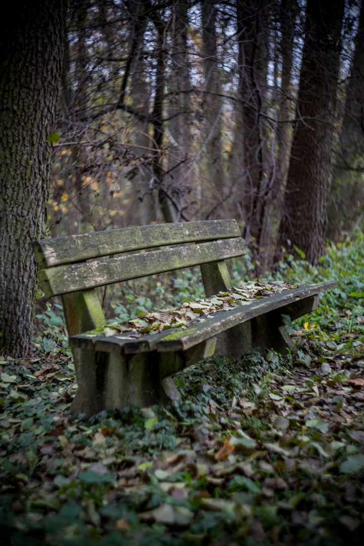a bench in the woods - Free Images, Stock Photos and Pictures on Pikwizard.com
