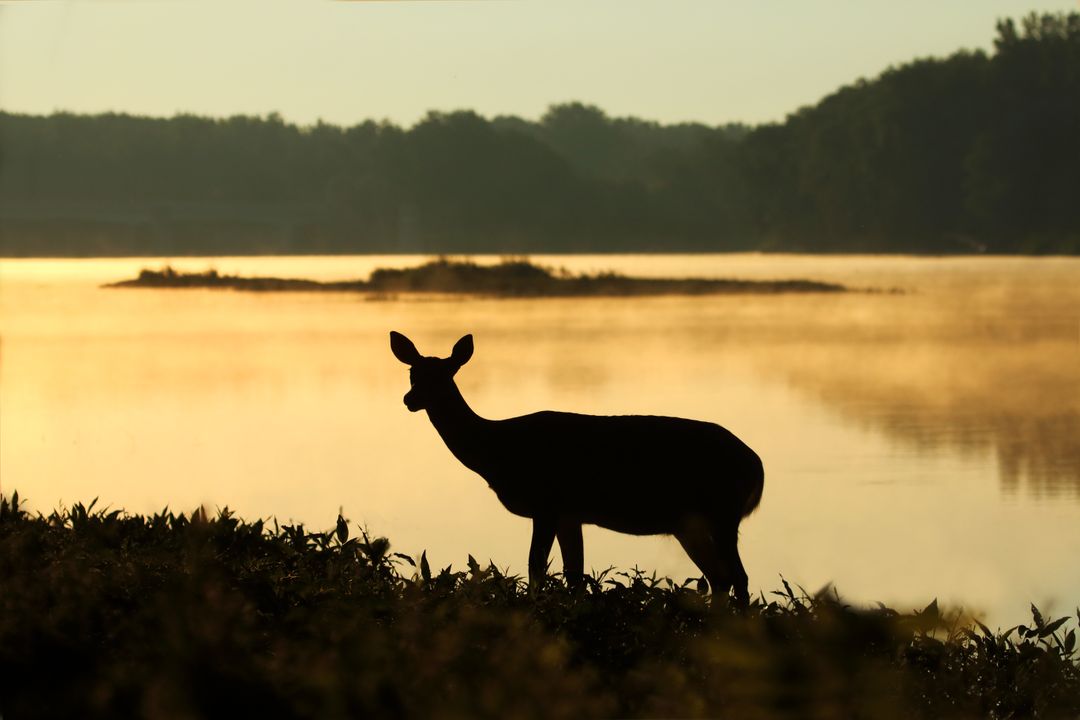 a deer standing in front of a lake - Free Images, Stock Photos and Pictures on Pikwizard.com