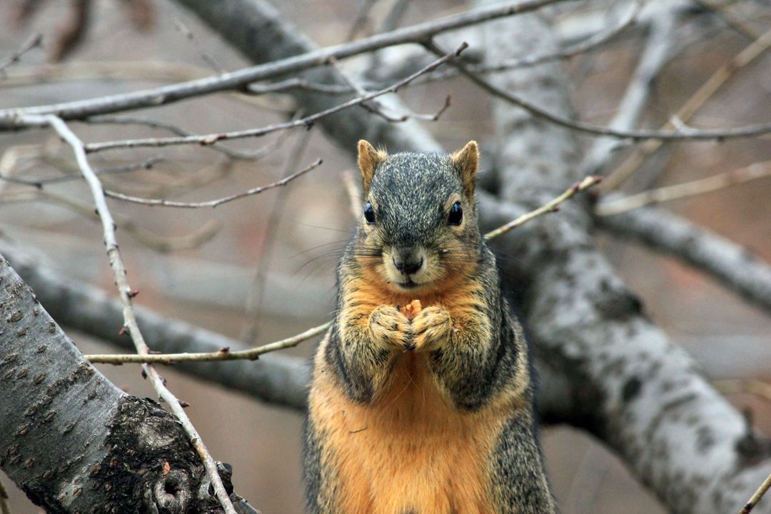 a squirrel eating a nut - Free Images, Stock Photos and Pictures on Pikwizard.com
