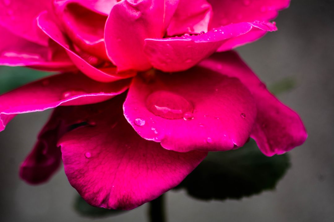 a pink rose with water droplets - Free Images, Stock Photos and Pictures on Pikwizard.com