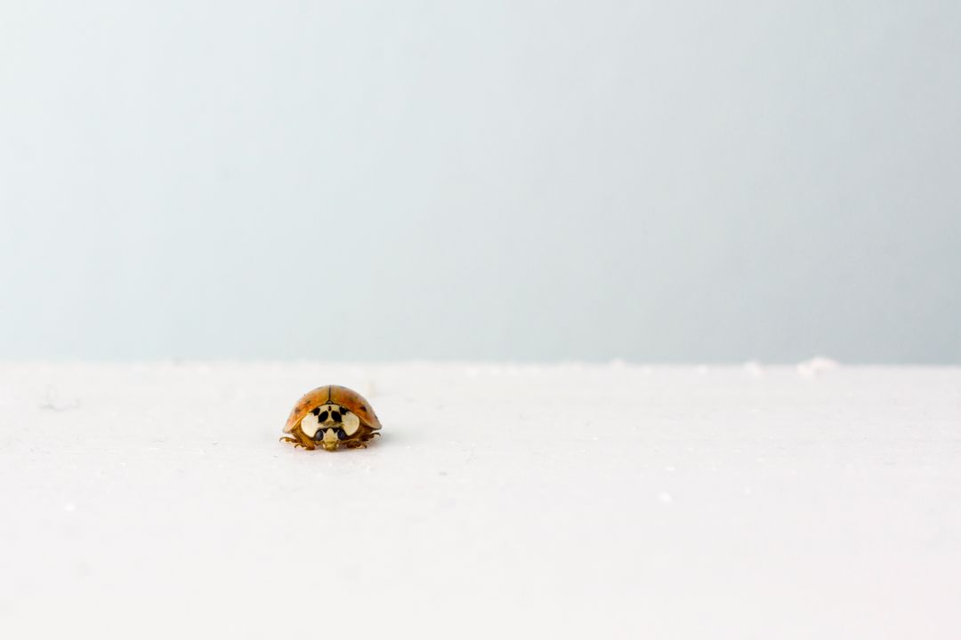 a ladybug on a white surface - Free Images, Stock Photos and Pictures on Pikwizard.com