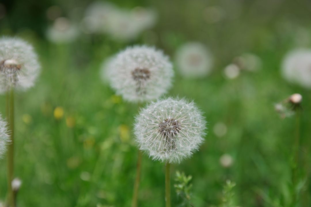 Close-up of Dandelion - Free Images, Stock Photos and Pictures on Pikwizard.com