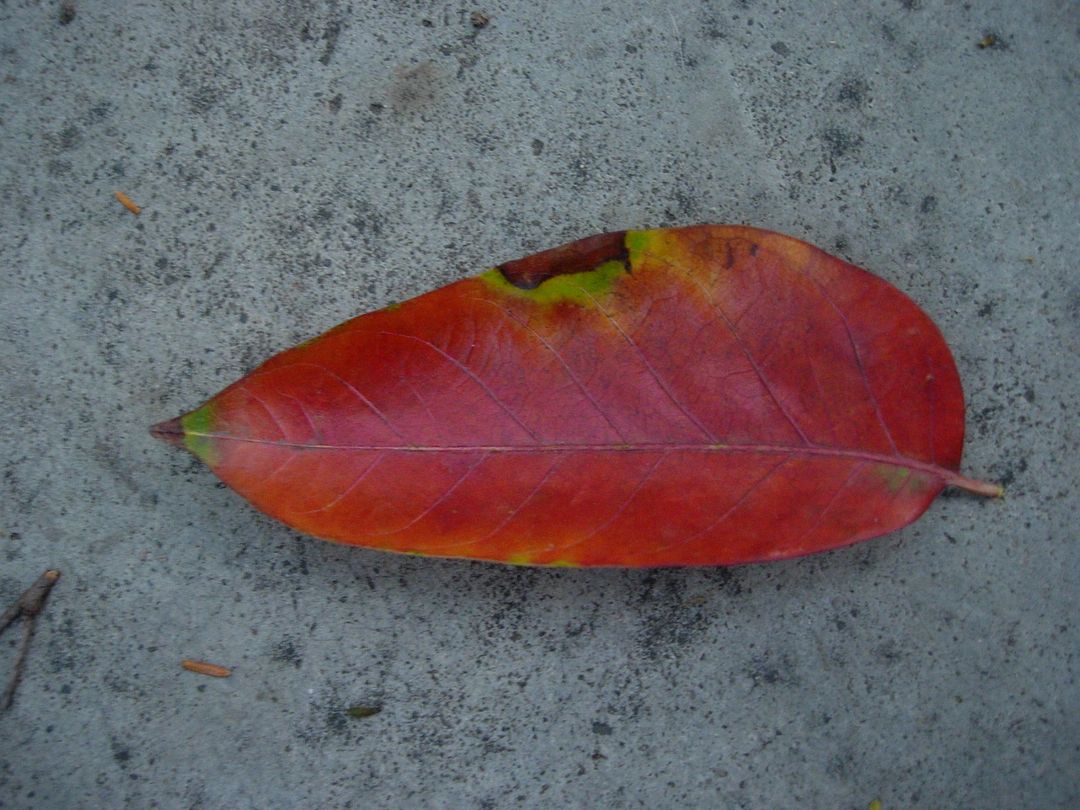 a leaf - Free Images, Stock Photos and Pictures on Pikwizard.com