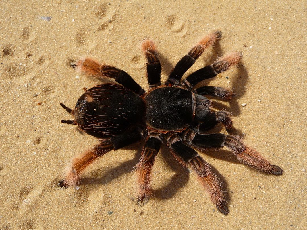 Brown and Black Tarantula - Free Images, Stock Photos and Pictures on Pikwizard.com