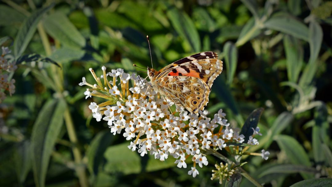 a butterfly on a flower - Free Images, Stock Photos and Pictures on Pikwizard.com