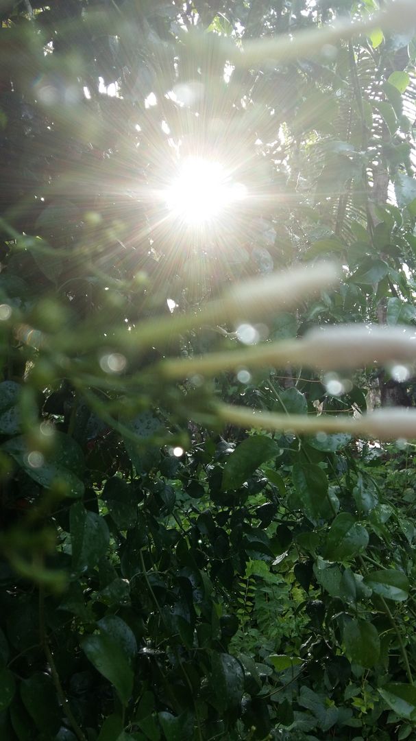 some plants with the sun shining through - Free Images, Stock Photos and Pictures on Pikwizard.com