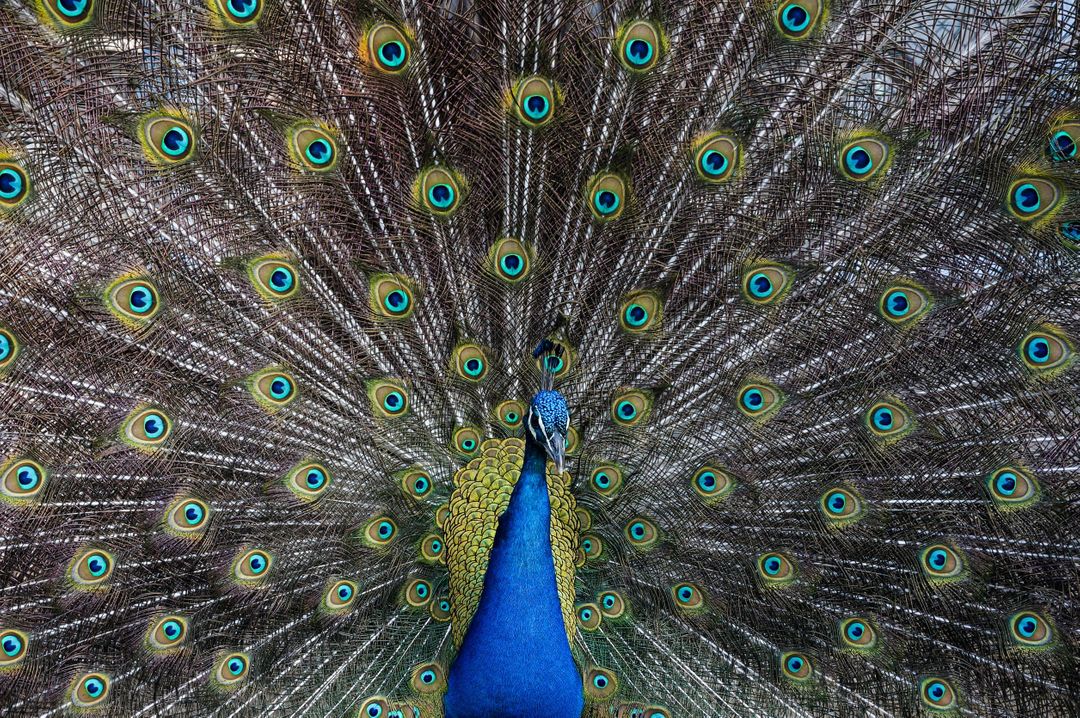 Peacock bird with feathers raised