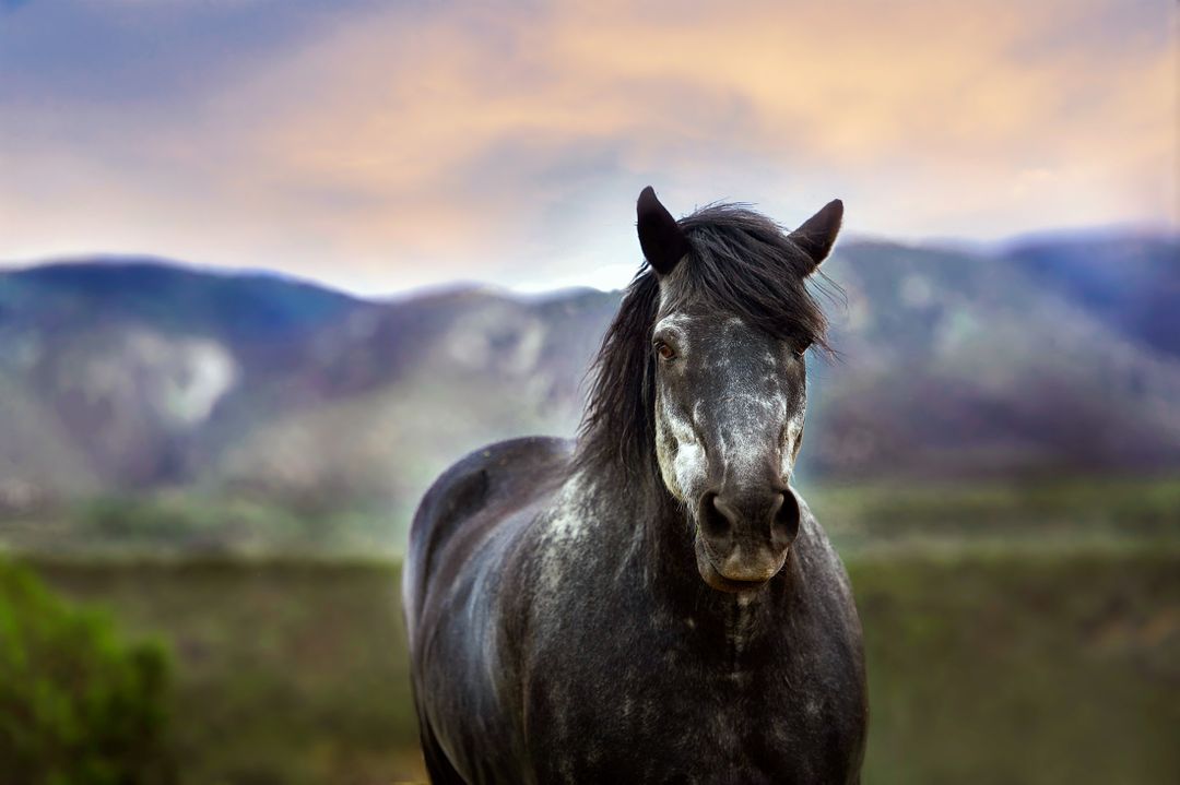 a horse standing in a field - Free Images, Stock Photos and Pictures on Pikwizard.com