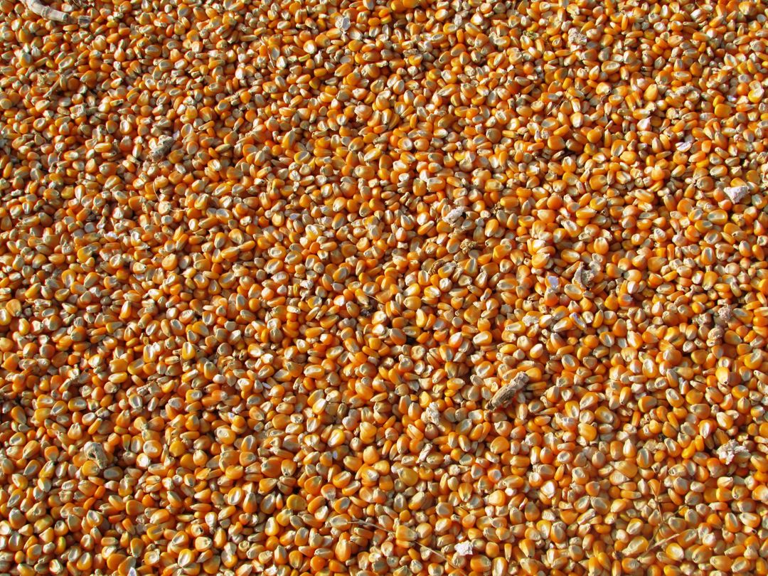 Orange Corn Kernels - Free Images, Stock Photos and Pictures on Pikwizard.com
