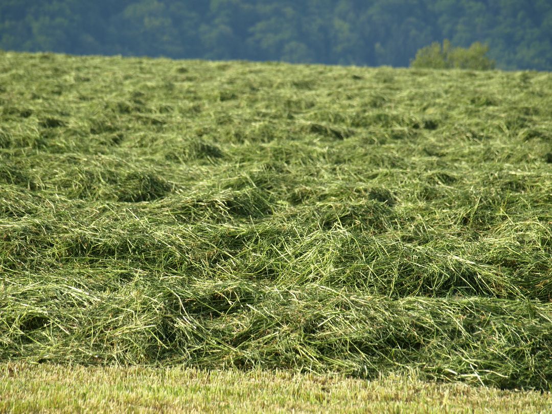 a field of hay - Free Images, Stock Photos and Pictures on Pikwizard.com