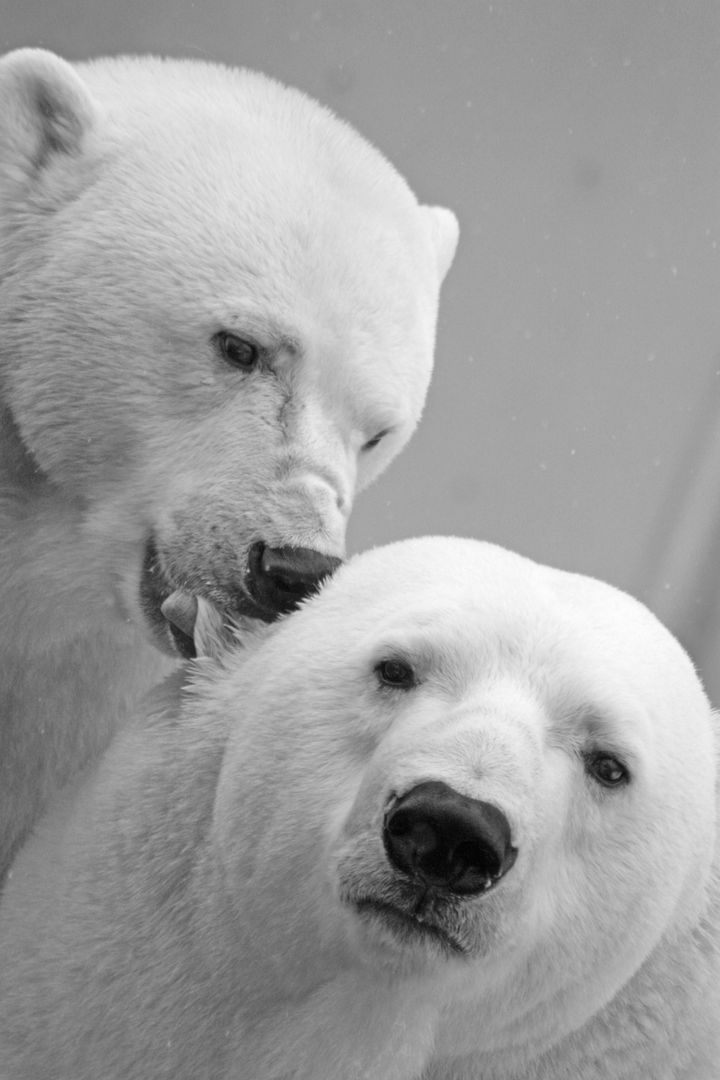 two polar bears - Free Images, Stock Photos and Pictures on Pikwizard.com