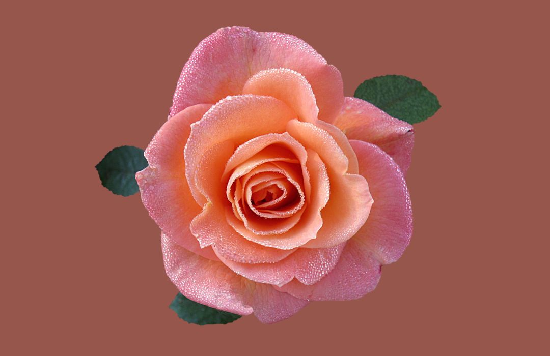 a single rose on a brown background - Free Images, Stock Photos and Pictures on Pikwizard.com