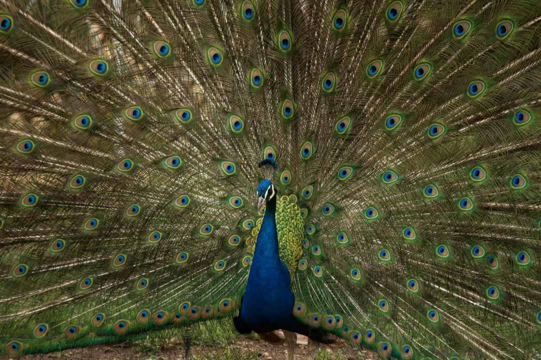 a peacock - Free Images, Stock Photos and Pictures on Pikwizard.com