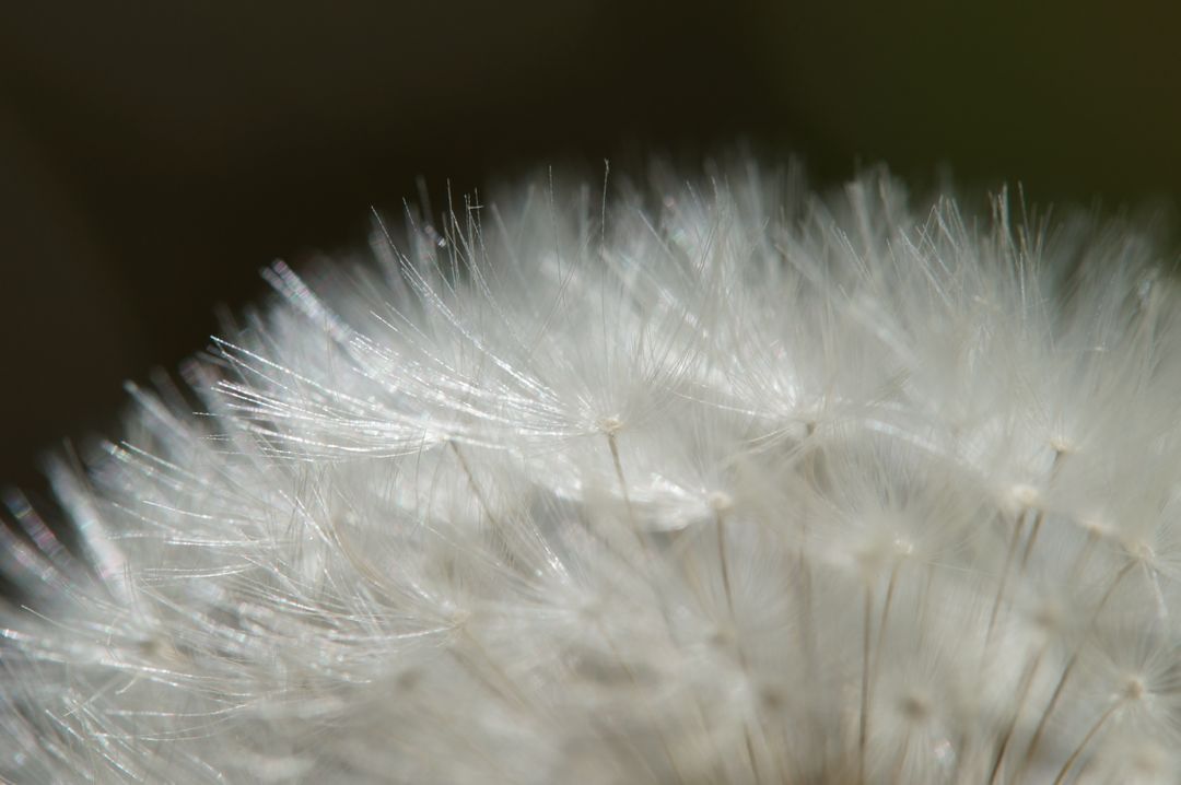 a dandelion - Free Images, Stock Photos and Pictures on Pikwizard.com