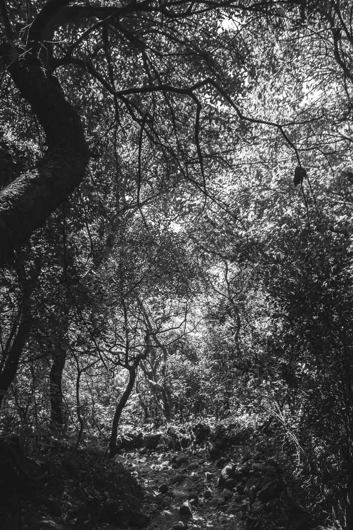 a forest in black and white - Free Images, Stock Photos and Pictures on Pikwizard.com
