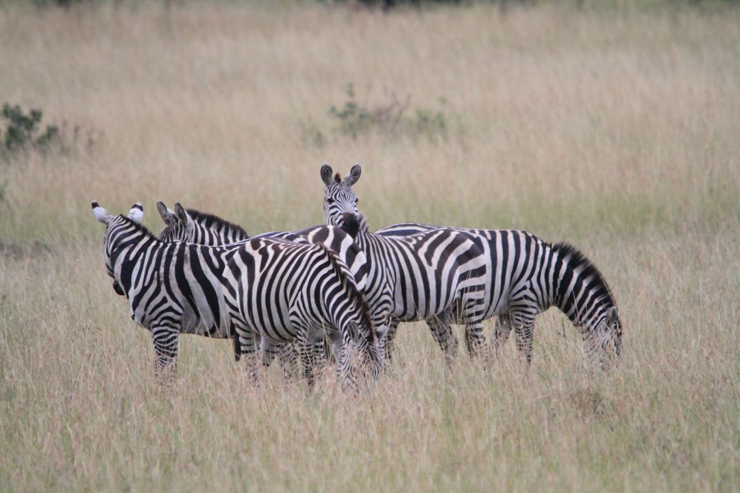 Africa kenya safari zebra - Free Images, Stock Photos and Pictures on Pikwizard.com