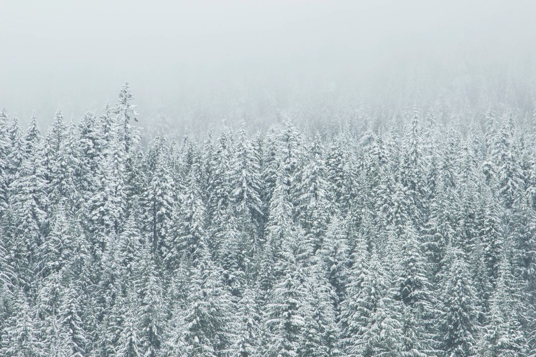 a snowy forest - Free Images, Stock Photos and Pictures on Pikwizard.com