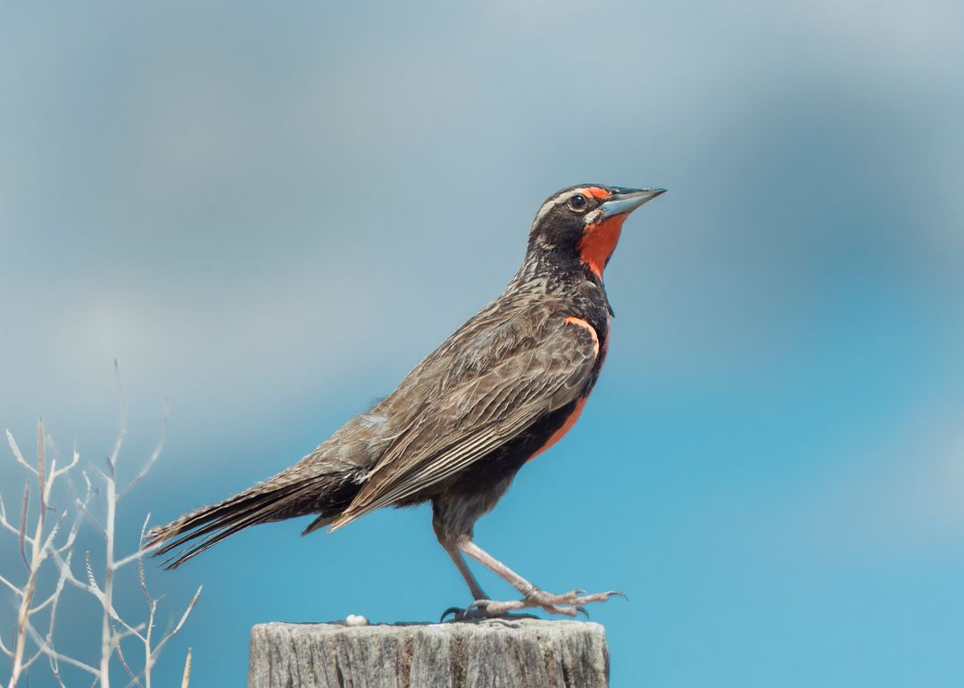 750 Bulbul Stock Pictures, Editorial Images and Stock Photos | Shutterstock