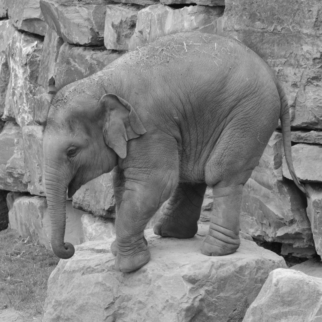 a baby elephant in black and white - Free Images, Stock Photos and Pictures on Pikwizard.com