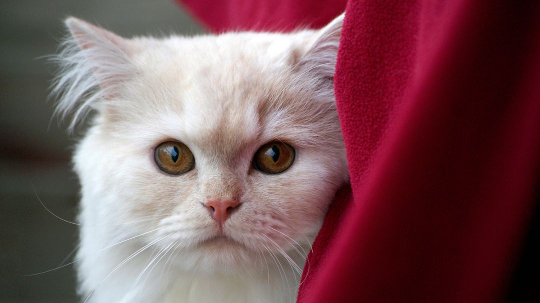White Fur Cat Near Red Textile - Free Images, Stock Photos and Pictures on Pikwizard.com