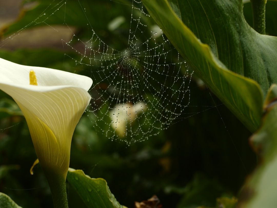 a calla lily with a spider web - Free Images, Stock Photos and Pictures on Pikwizard.com