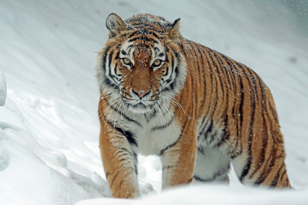 a tiger walking through the snow - Free Images, Stock Photos and Pictures on Pikwizard.com