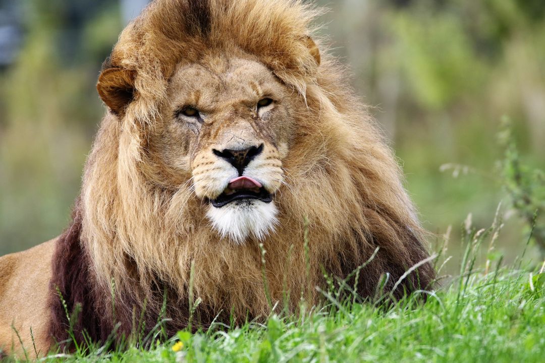 a lion sitting in the grass - Free Images, Stock Photos and Pictures on Pikwizard.com