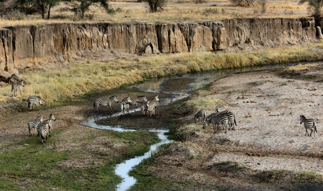 Image of Zebras in the Nature