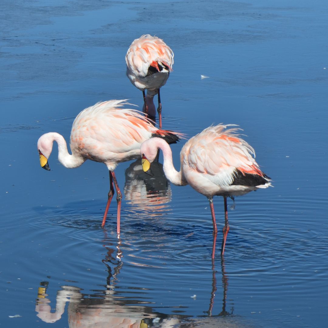 three flamingos - Free Images, Stock Photos and Pictures on Pikwizard.com