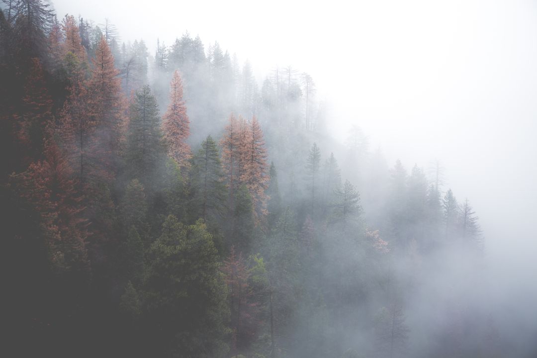a forest with trees and fog - Free Images, Stock Photos and Pictures on Pikwizard.com