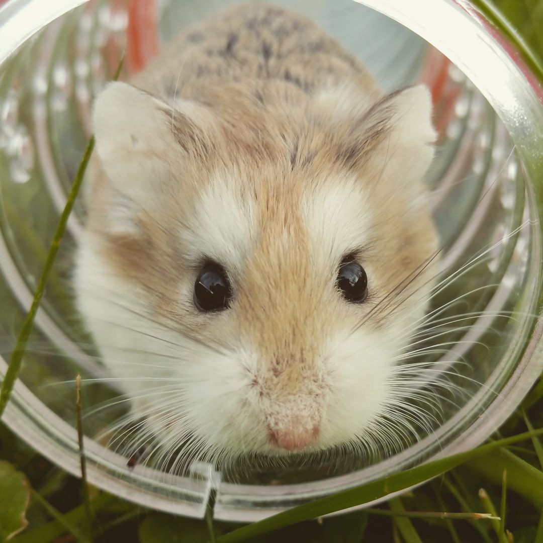 a hamster inside a glass tube - Free Images, Stock Photos and Pictures on Pikwizard.com
