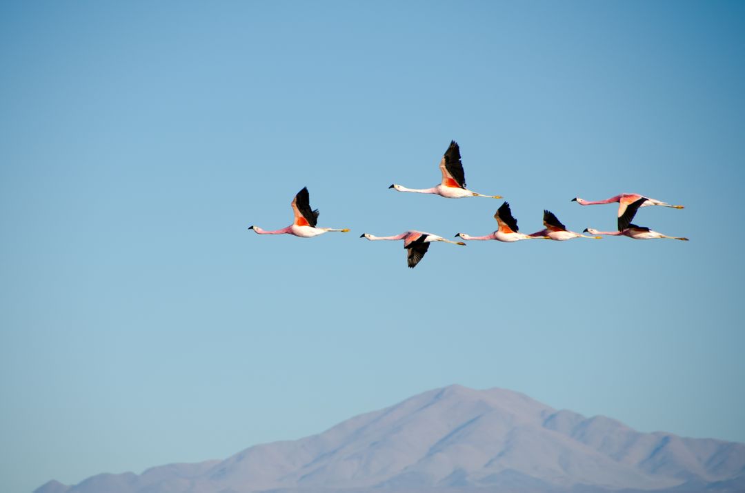 a flock of flamingos flying in the sky - Free Images, Stock Photos and Pictures on Pikwizard.com