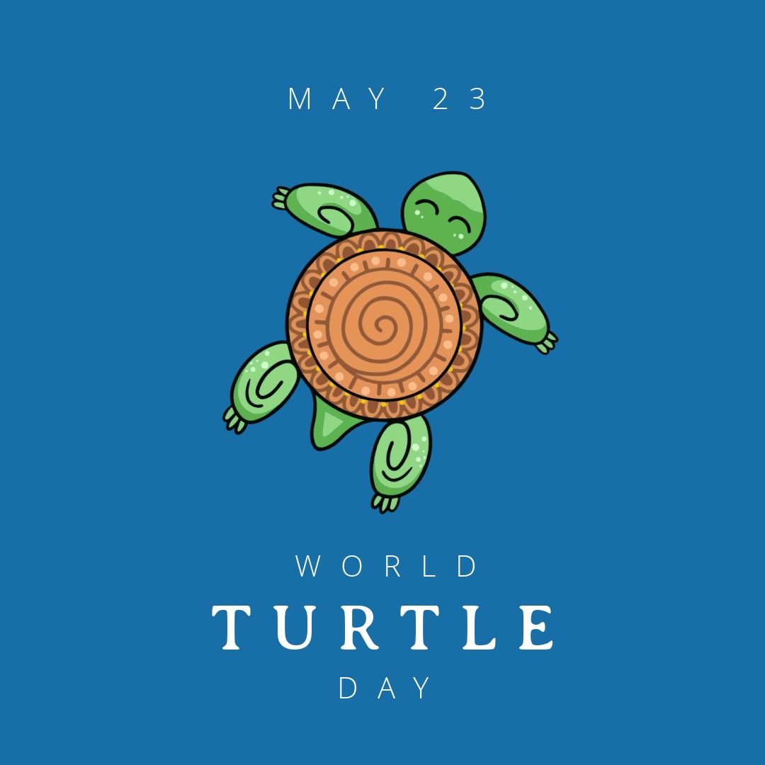 Illustration of turtle with world turtle day text and may 23 against blue background, copy space - Download Free Stock Templates Pikwizard.com