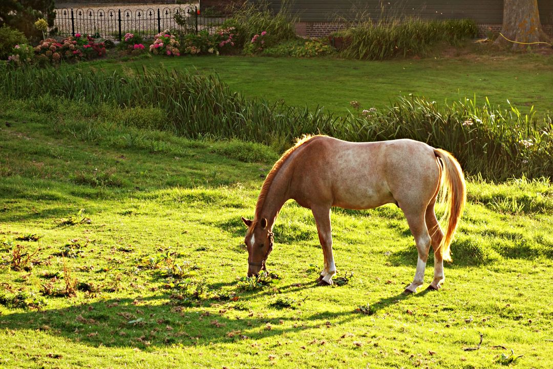 Brown and White Horse Eating Green Grass during Daytime - Free Images, Stock Photos and Pictures on Pikwizard.com