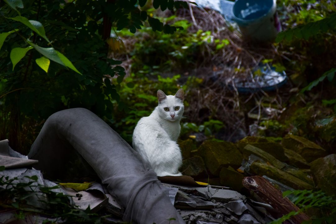 a white cat sitting on a pile of garbage - Free Images, Stock Photos and Pictures on Pikwizard.com
