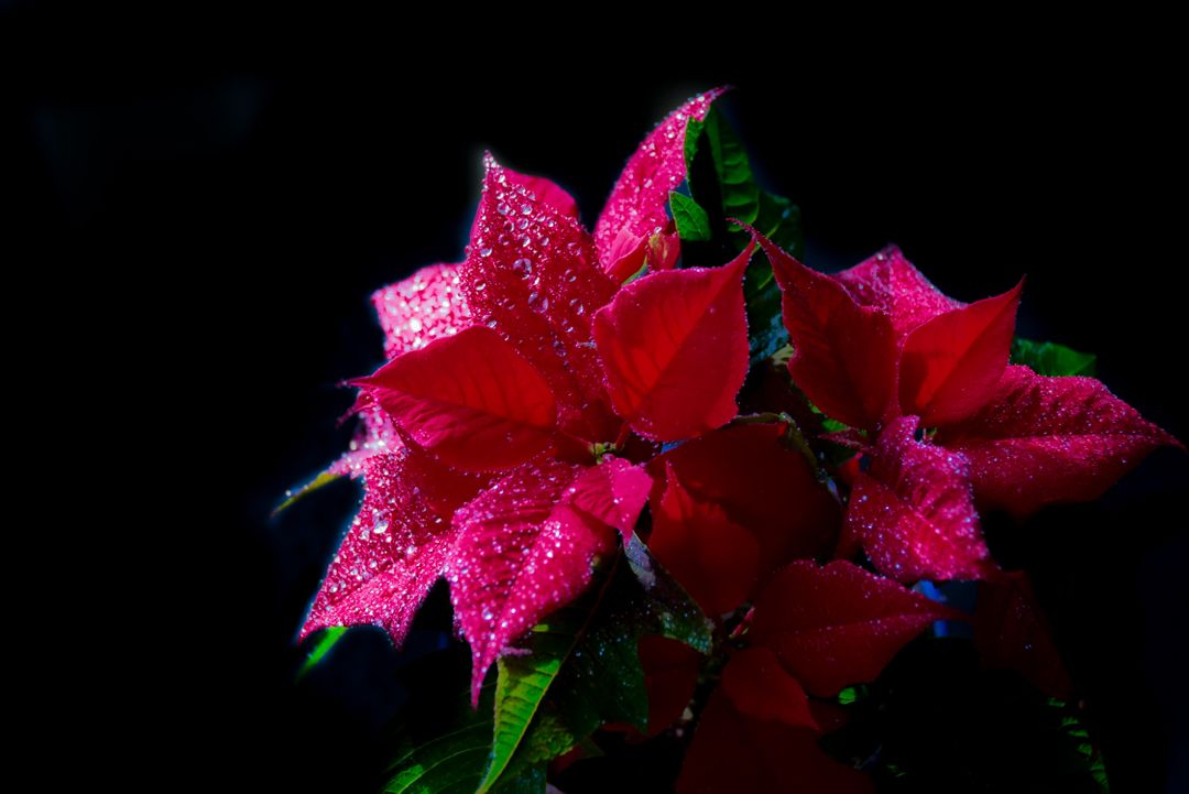 a red poinsettia with water droplets on it - Free Images, Stock Photos and Pictures on Pikwizard.com