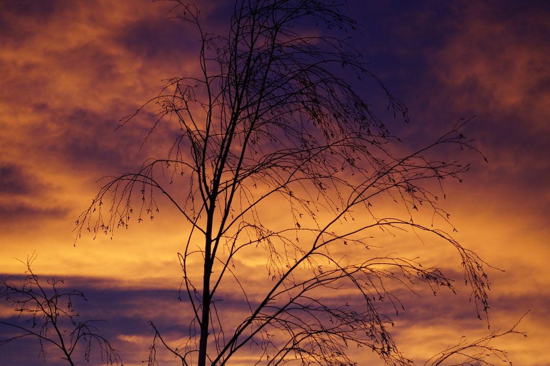 a tree with a sunset in the background - Free Images, Stock Photos and Pictures on Pikwizard.com