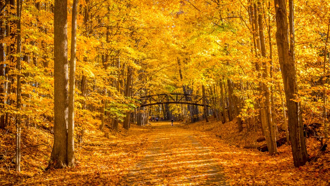 Trees in Forest during Autumn from Pikwizard