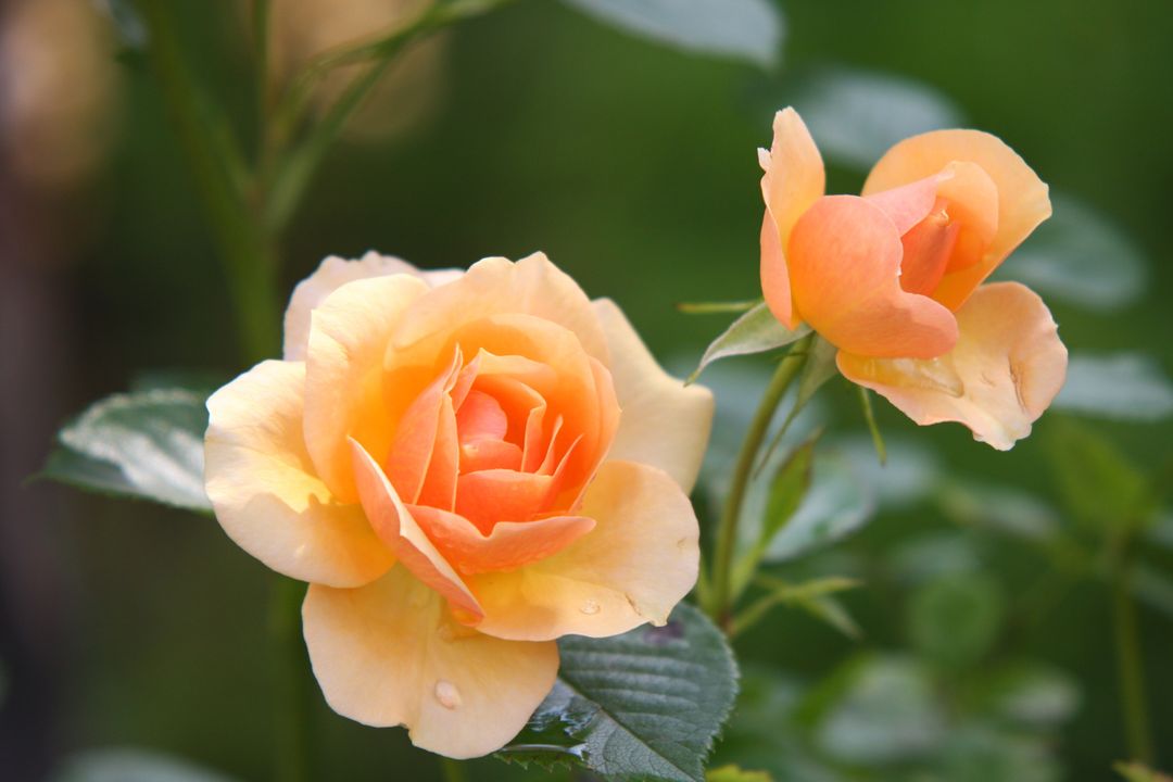 two orange roses - Free Images, Stock Photos and Pictures on Pikwizard.com