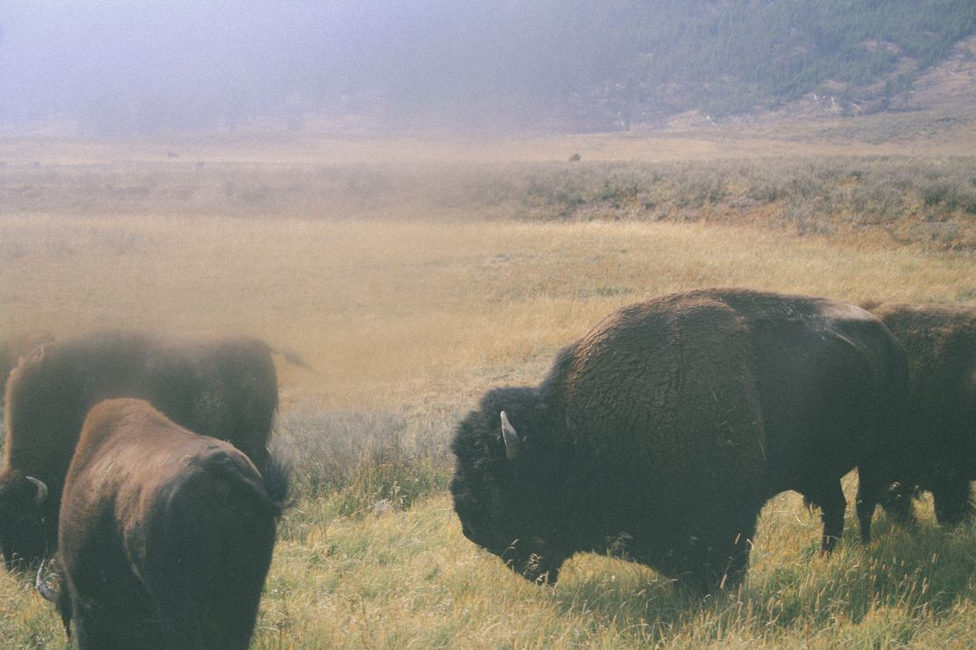 a herd of bison - Free Images, Stock Photos and Pictures on Pikwizard.com