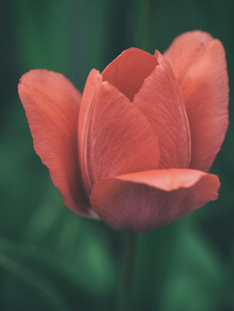 a single red tulip - Free Images, Stock Photos and Pictures on Pikwizard.com