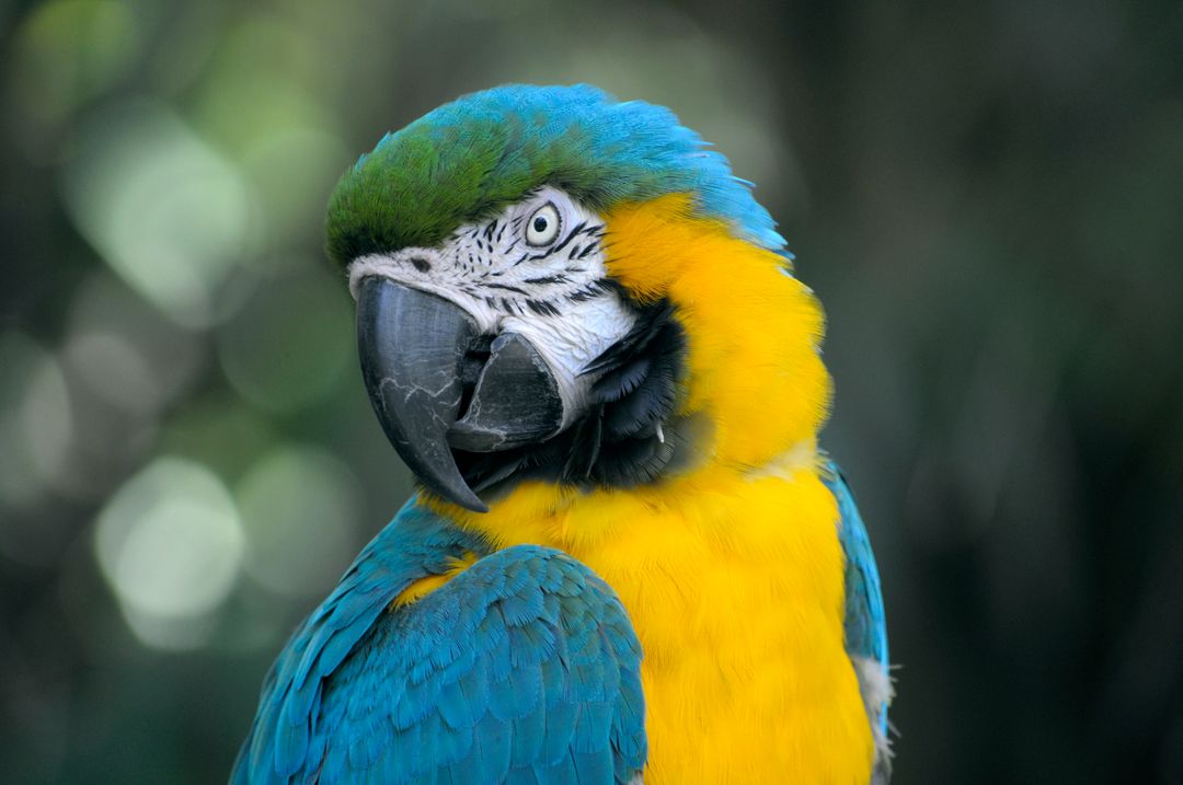 a blue and yellow parrot - Free Images, Stock Photos and Pictures on Pikwizard.com