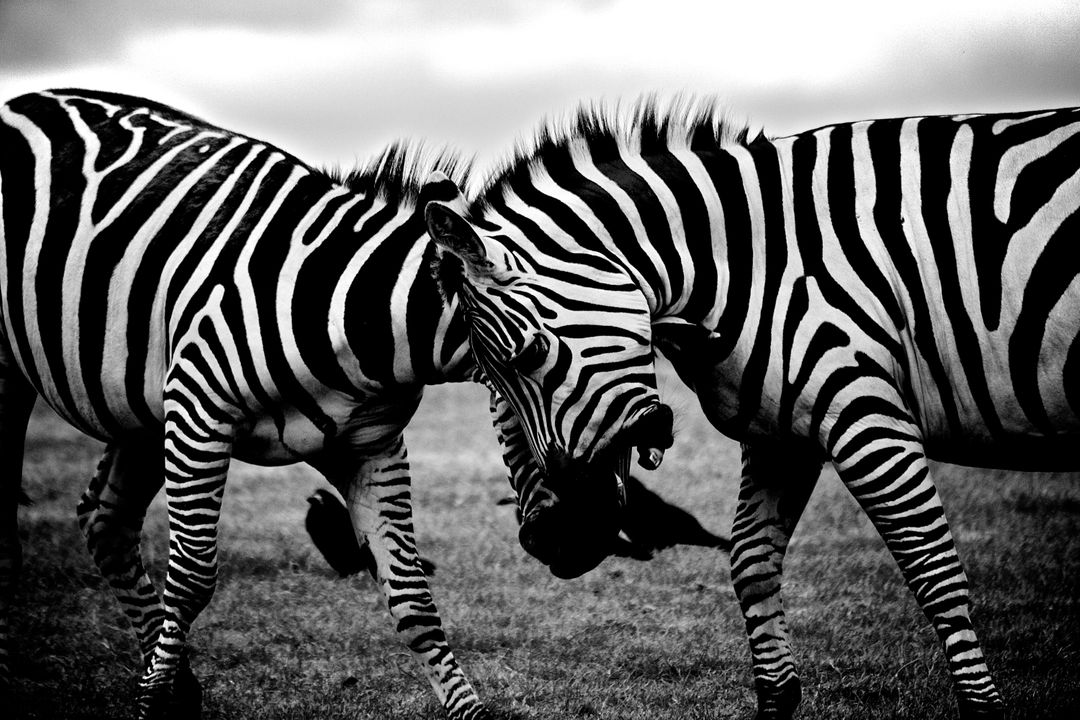 two zebras - Free Images, Stock Photos and Pictures on Pikwizard.com