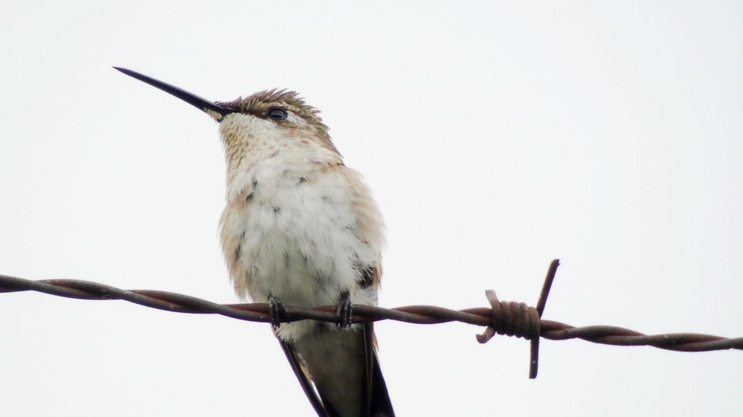 a bird sitting on a barbed wire - Free Images, Stock Photos and Pictures on Pikwizard.com