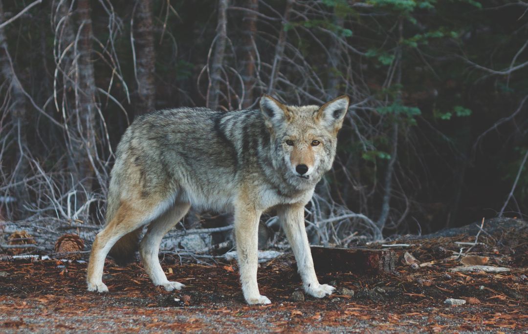 a coyote standing in the woods - Free Images, Stock Photos and Pictures on Pikwizard.com